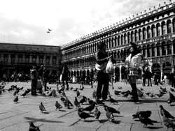 I piccioni di San Marco